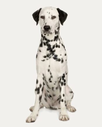 dalmata-guia-racas