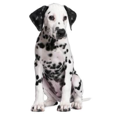 dalmata-petz