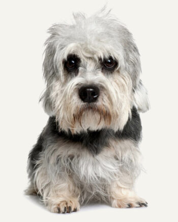 dandie-dinmont-terrier-guia-racas