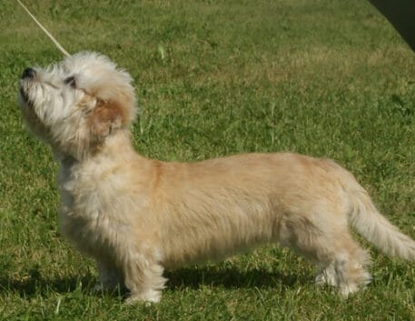 dandie-dinmont-terrier-saudavel