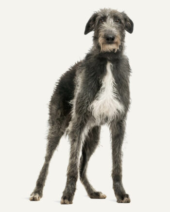 deerhound-guia-racas