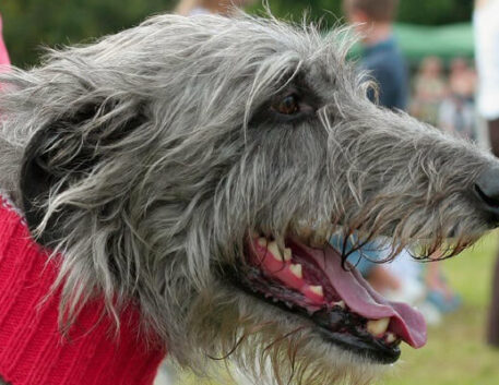 deerhound-saudavel