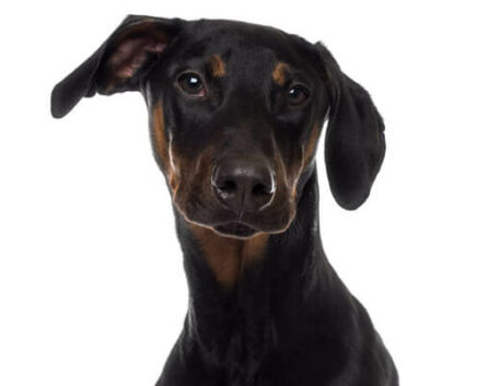 doberman-escovacao-pelos