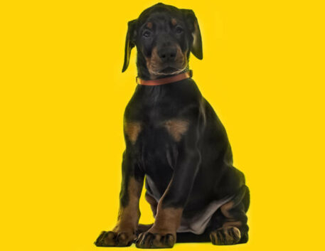 doberman-filhote
