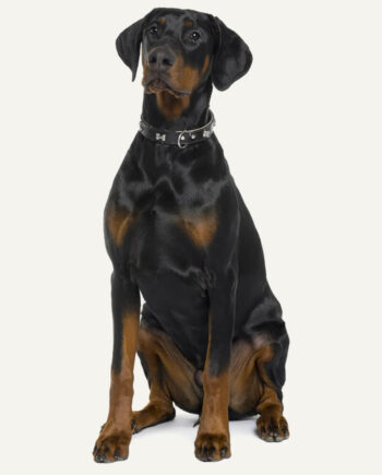 doberman-guia-de-racas.webp