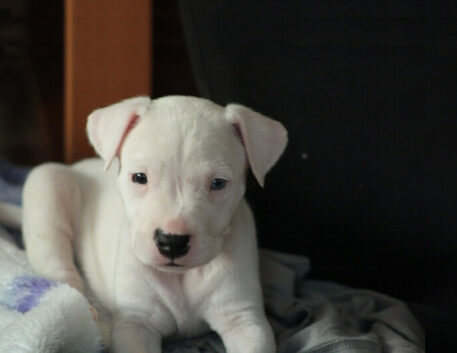 dogo-argentino-filhote