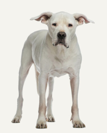 dogo-argentino-guia-racas