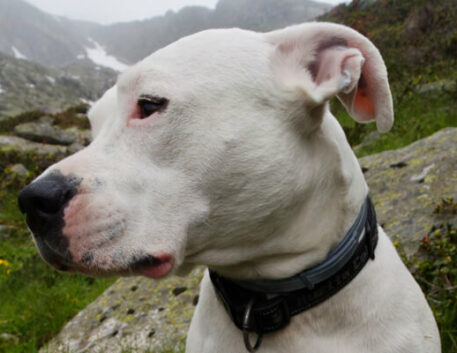 dogo-argentino-saudavel