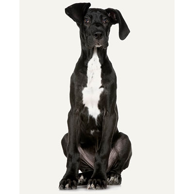 dogue-alemao-1