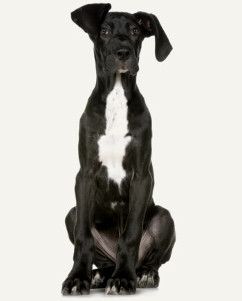 dogue-alemao-guia-racas