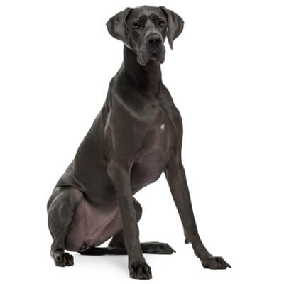dogue-alemao-petz