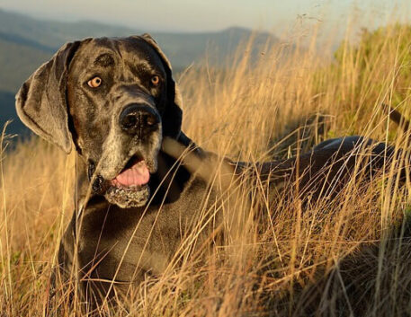 dogue-alemao-saudavel