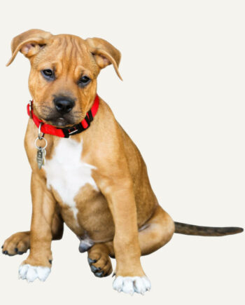 dogue-brasileiro-guia-racas