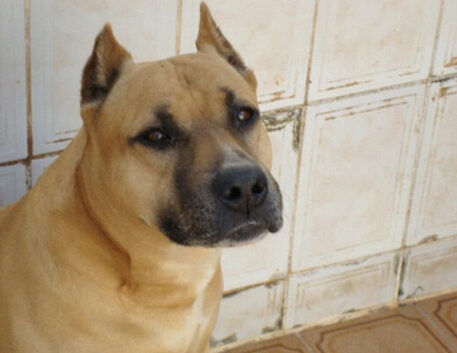 dogue-brasileiro-saudavel