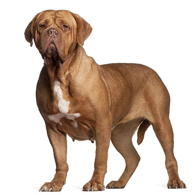 dogue-de-bordeaux