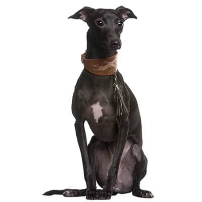 greyhound-1