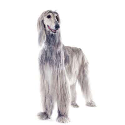 greyhound