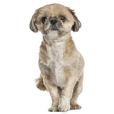 lhasa-apso-petz