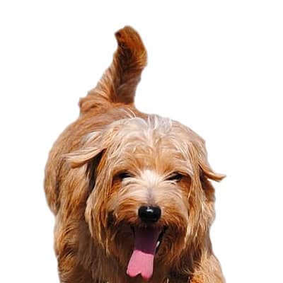 norfolk-terrier