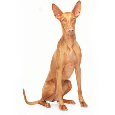 pharaoh-hound