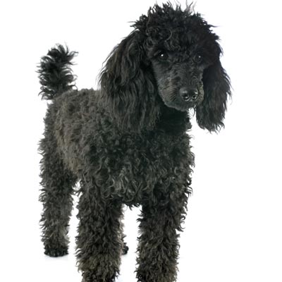 poodle-petz