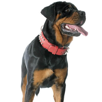 rottweiler-petz-1