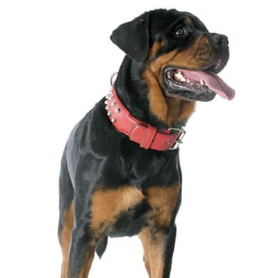 rottweiler-petz