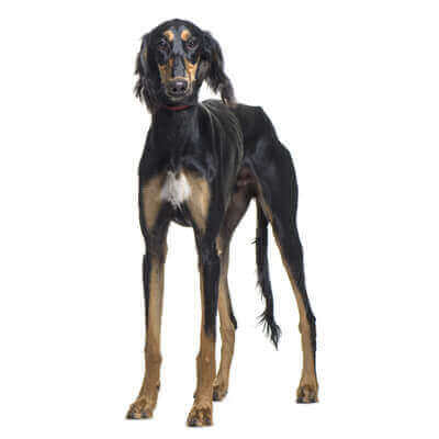 saluki-1