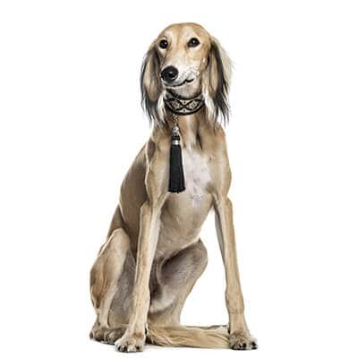 saluki