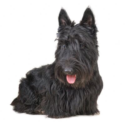 scottish-terrier