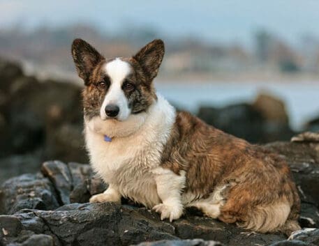 welsh-corgi-saudavel