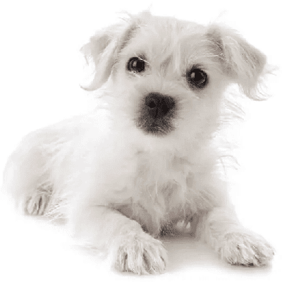 west-highland-terrier