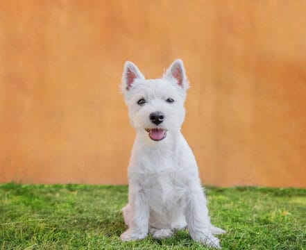 west-highland-white-terrier