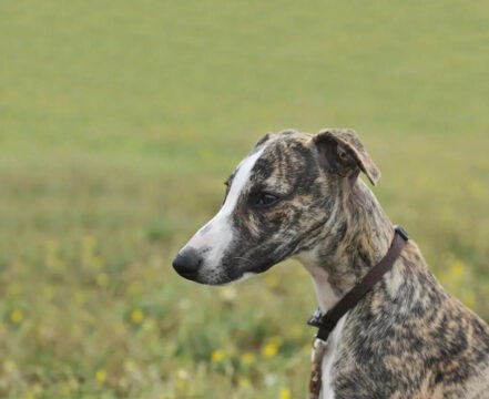 whippet
