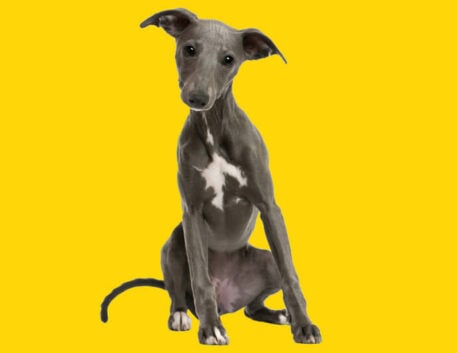whippet-filhote