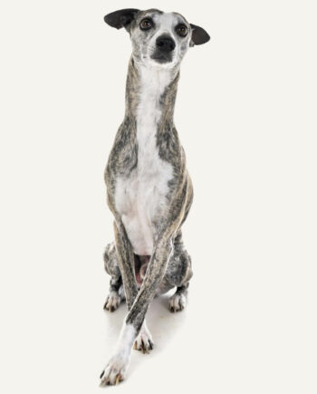 whippet-guia-racas