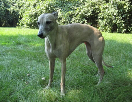 whippet-saudavel