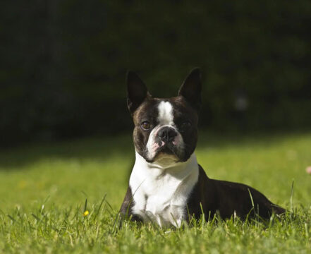 Boston-Terrier
