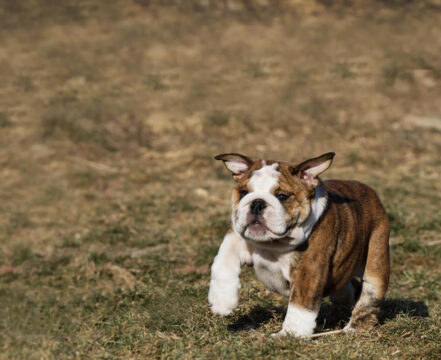 Bulldog-ingles