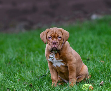 Dogue-de-Bordeaux