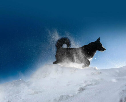 Elkhound-Noruegues