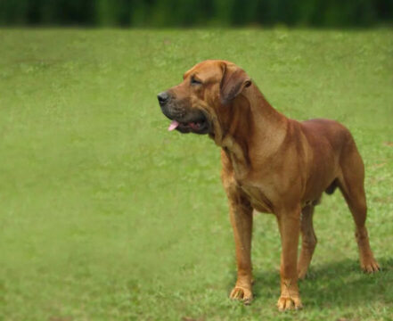 Fila-Brasileiro