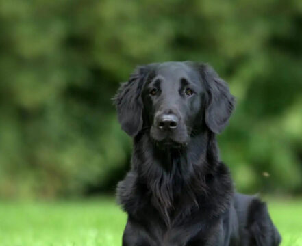 Flat-Coated-Retriever