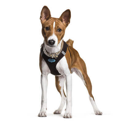 basenji