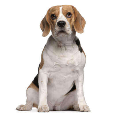 beagle-petz