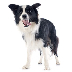 border_collie