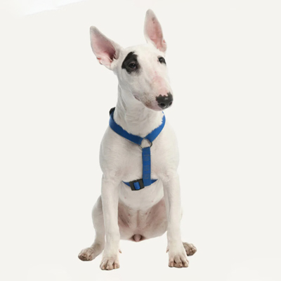 bull-terrier