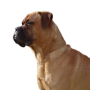bullmastiff