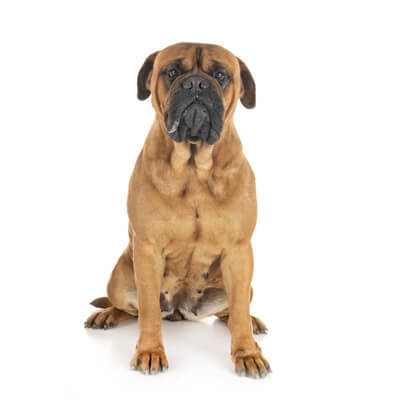 bulmastiff