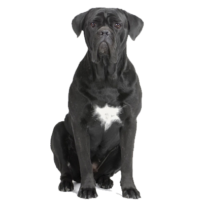 cane-corso
